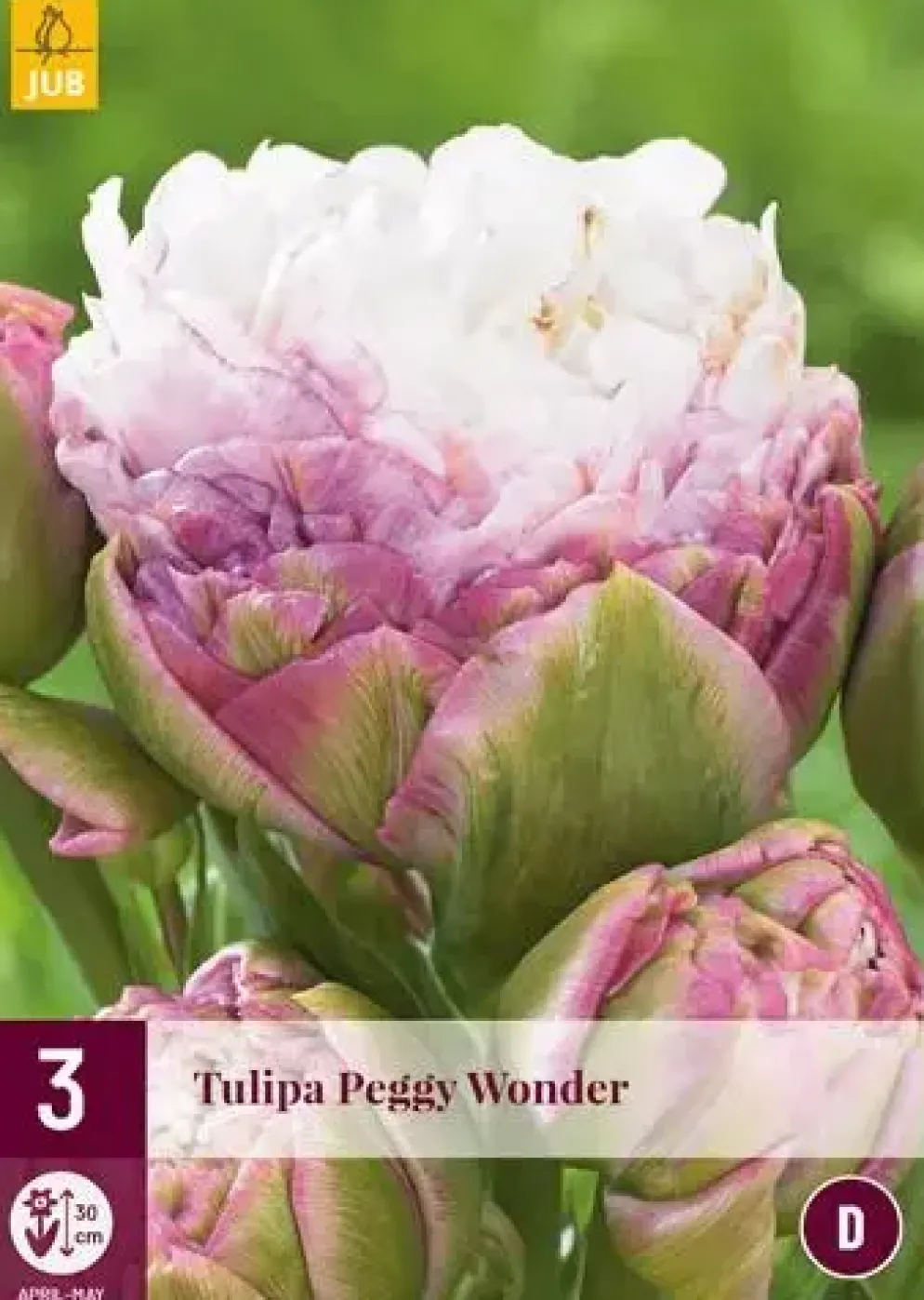 Tulipa Peggy Wonder 3 tulpenbollen