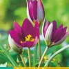 Tulipa pulch. Persian Pearl 10 tulpenbollen