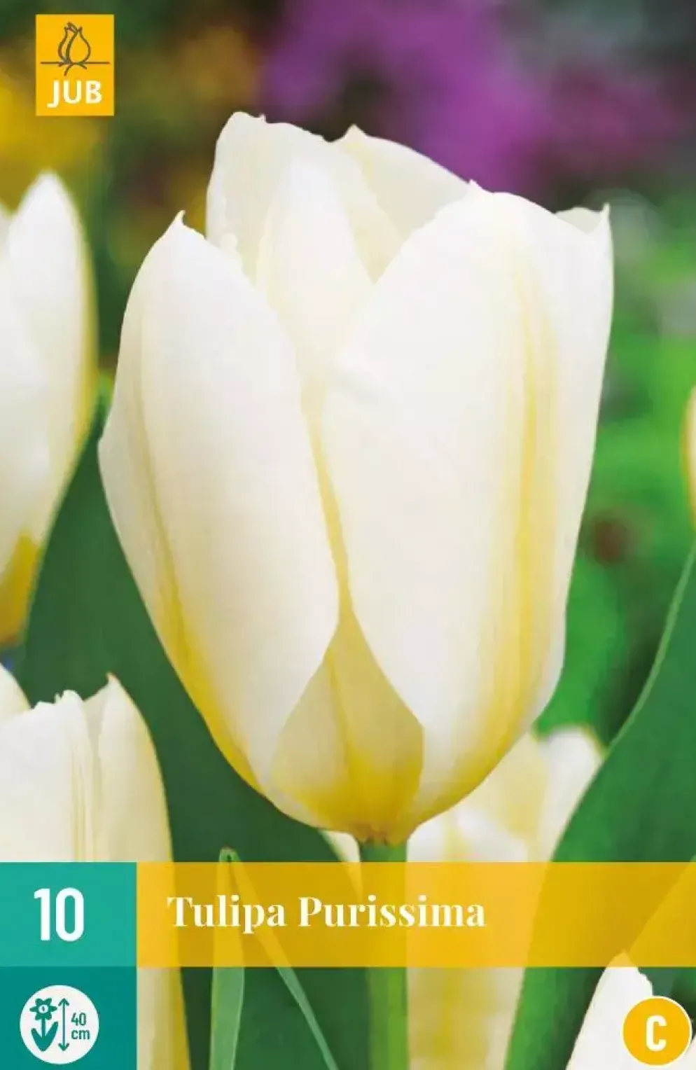 Tulipa Purissima 10 tulpenbollen