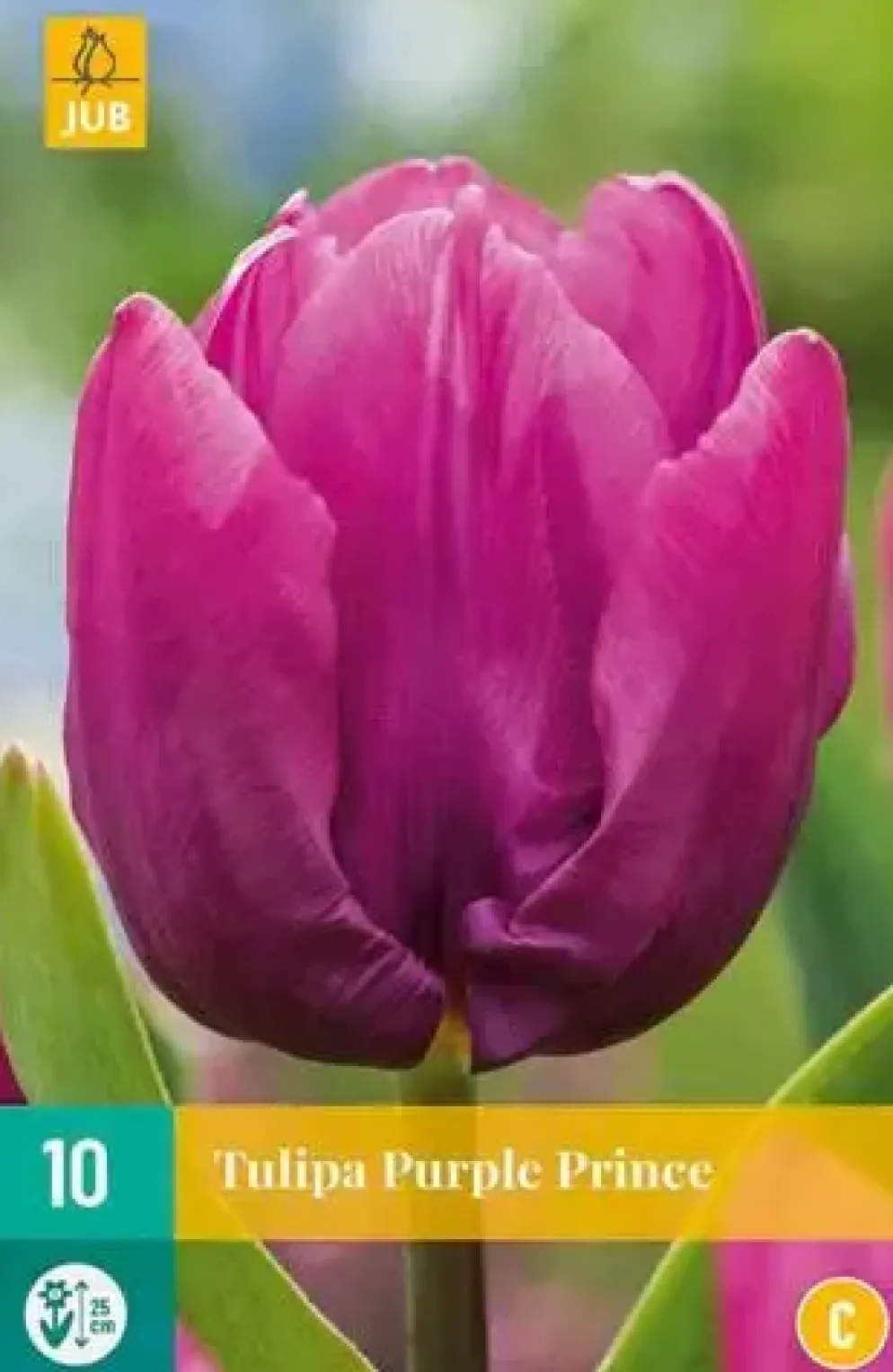 Tulipa Purple Prince 10 stuks