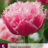 Tulipa Queensland 5 tulpenbollen