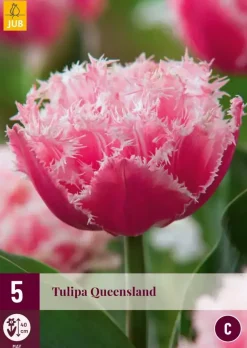 Tulipa Queensland 5 tulpenbollen