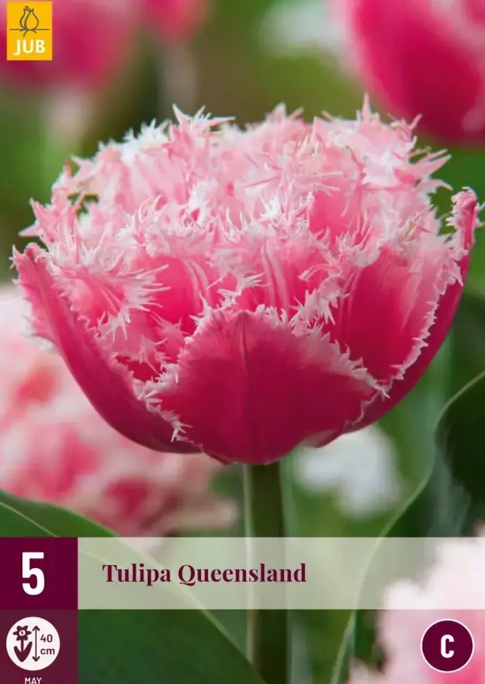 Tulipa Queensland 5 tulpenbollen