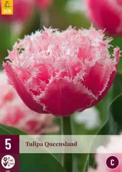 Tulipa Queensland 5 tulpenbollen