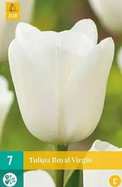 Tulipa Royal Virgin 7 stuks
