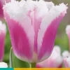 Tulipa Siesta 7 tulpenbollen