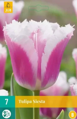 Tulipa Siesta 7 tulpenbollen