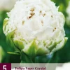Tulipa Snow Crystal 5 tulpenbollen