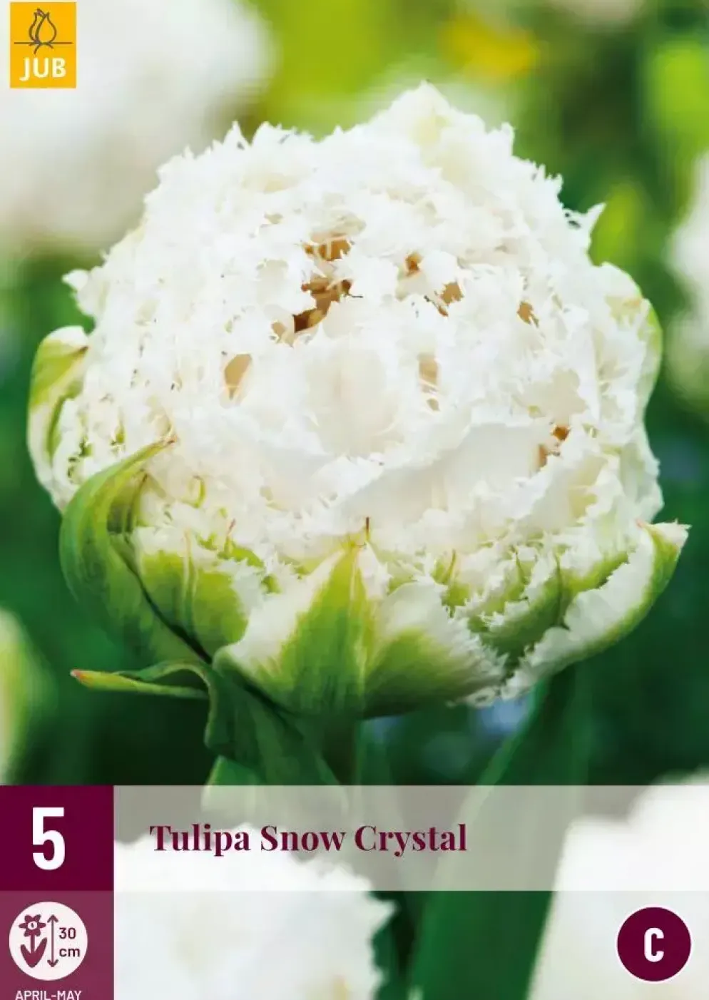 Tulipa Snow Crystal 5 tulpenbollen