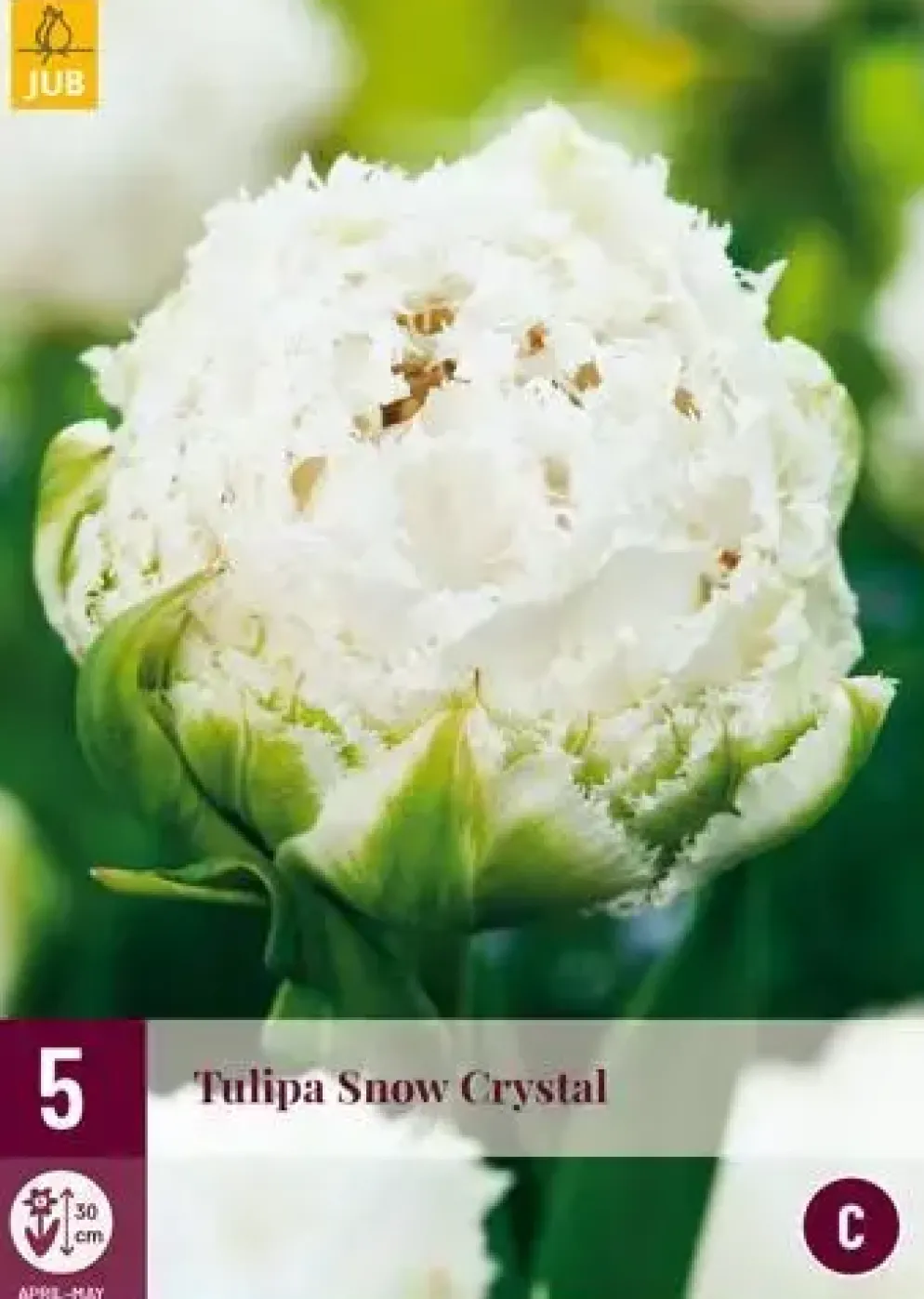 Tulipa Snow Crystal 5 tulpenbollen