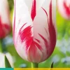 Tulipa Sorbet 7 tulpenbollen