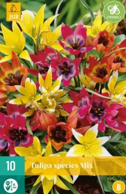 Tulipa Species mix 10 tulpenbollen
