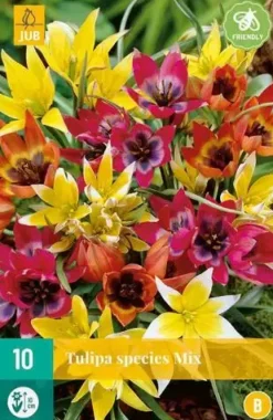 Tulipa Species mix 10 tulpenbollen