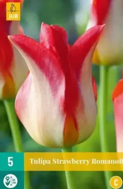 Tulipa Strawberry Romanoff 5 tulpenbollen