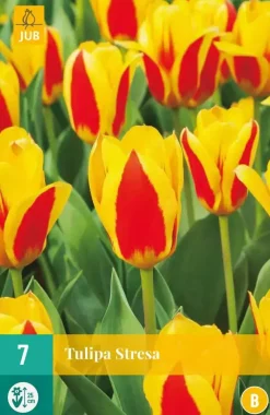 Tulipa Stresa 7 tulpenbollen