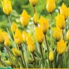 Tulipa sylvestris 7st