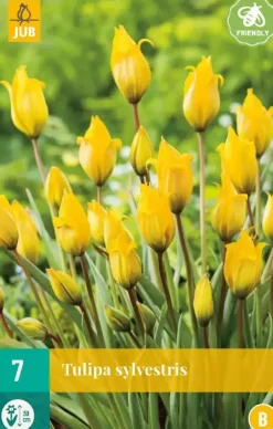 Tulipa sylvestris 7st