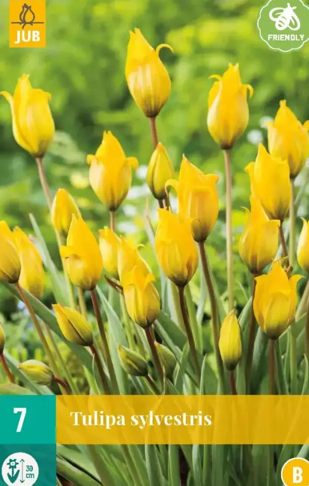 Tulipa sylvestris 7st