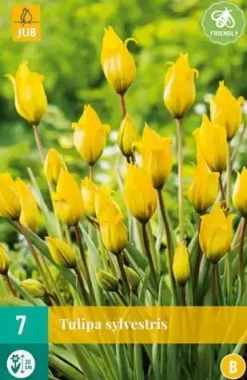 Tulipa sylvestris 7st