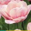 Tulipa tabledance 7 bloembollen