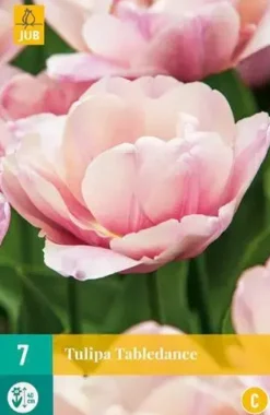 Tulipa tabledance 7 bloembollen