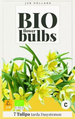 Tulipa tarda 7 bloembollen