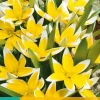 Tulipa Tarda 10 tulpenbollen