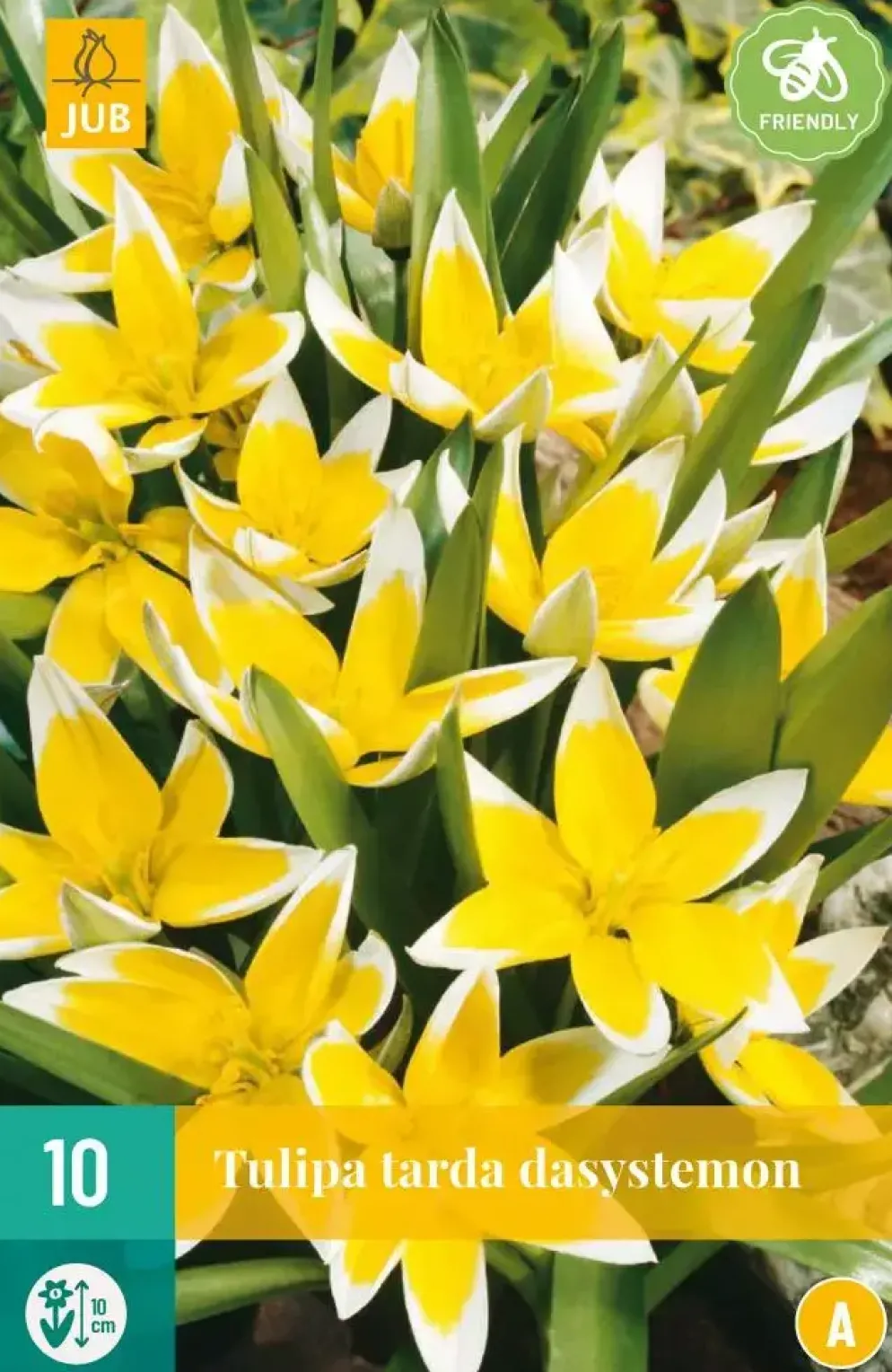 Tulipa Tarda 10 tulpenbollen