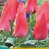Tulipa Trauttmansdorff 7 tulpenbollen