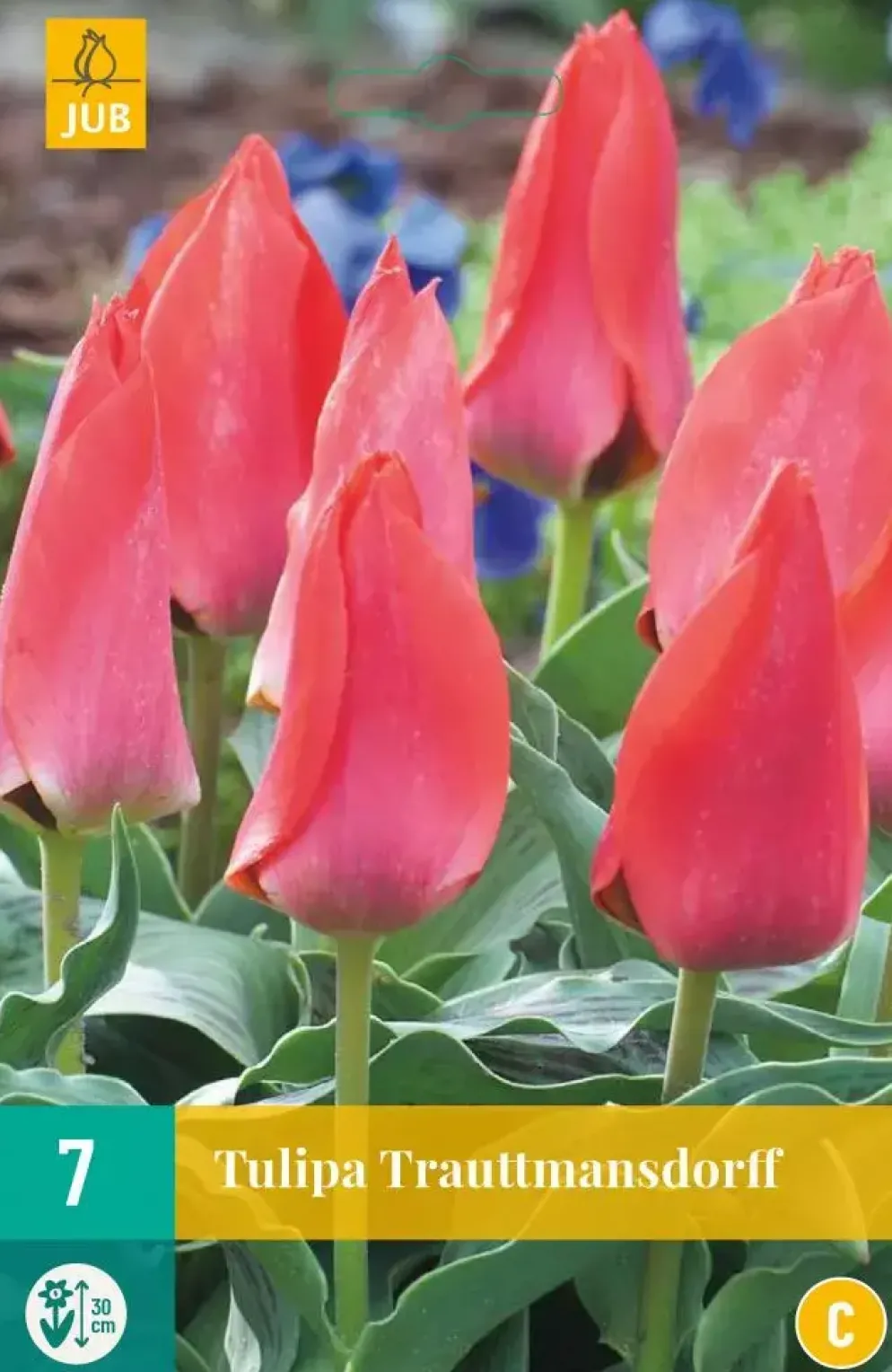 Tulipa Trauttmansdorff 7 tulpenbollen