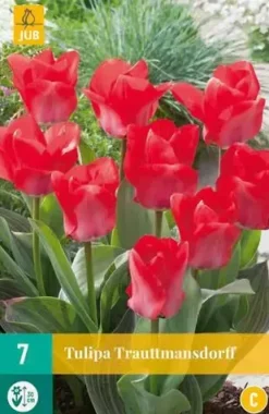 Tulipa Trauttmansdorff 7 tulpenbollen