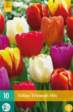 Tulipa Triumph mix 10 tulpenbollen