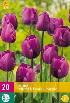 Tulipa triumph paars 20 bloembollen