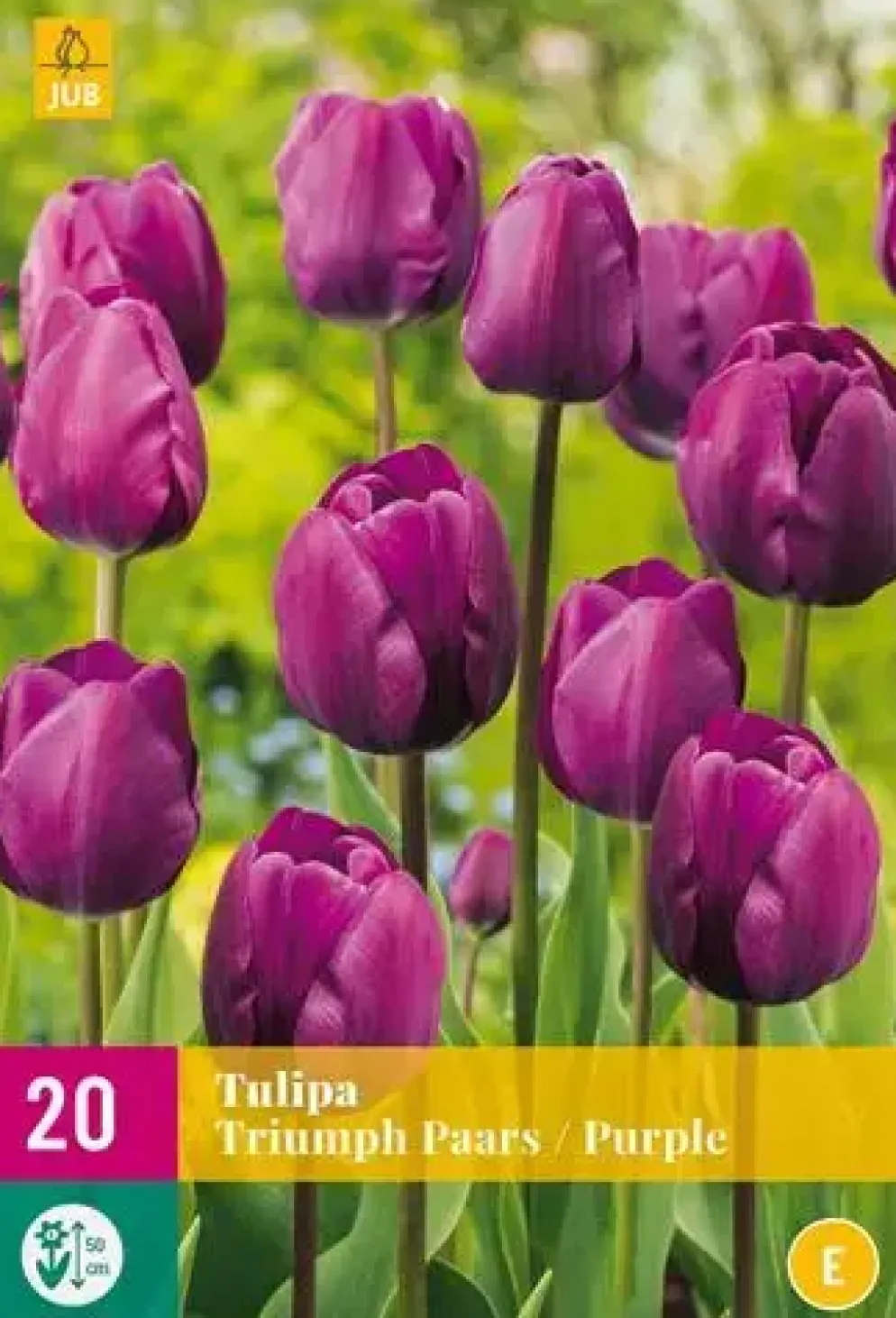Tulipa triumph paars 20 bloembollen
