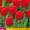 Tulipa Triumph rood 20 tulpenbollen