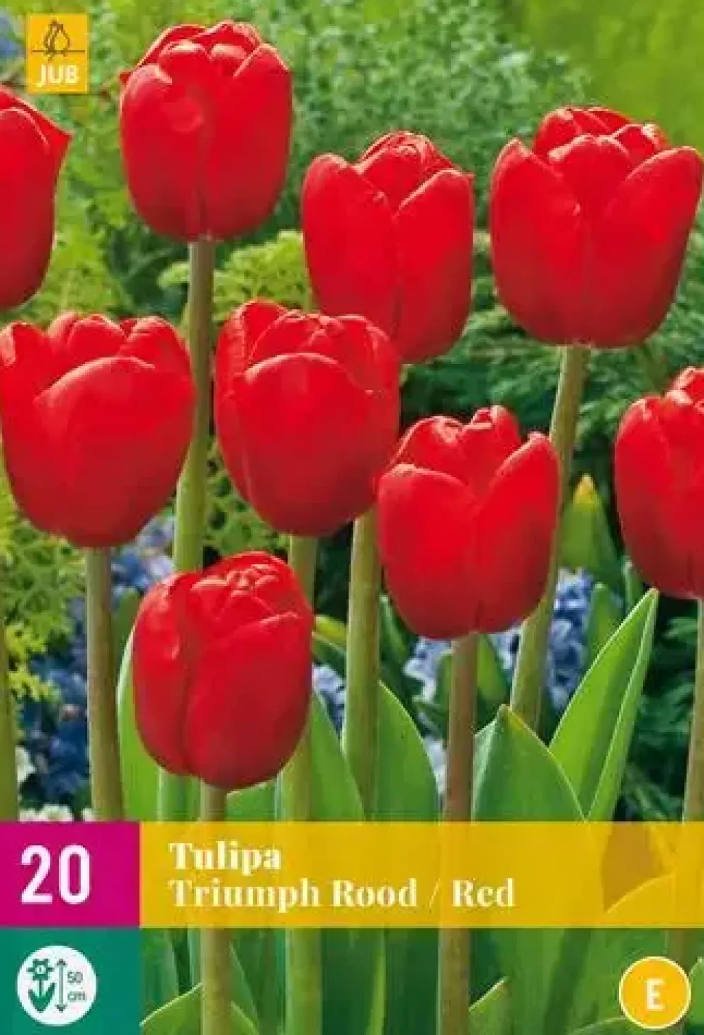 Tulipa Triumph rood 20 tulpenbollen