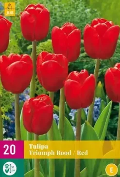 Tulipa Triumph rood 20 tulpenbollen