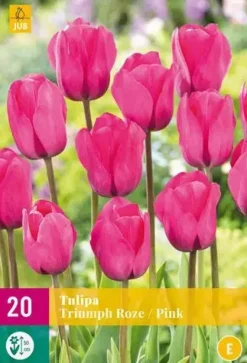 Tulipa Triumph roze 20 tulpenbollen