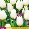 Tulipa Triumph wit 20 tulpenbollen