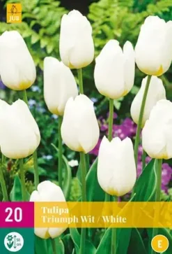 Tulipa Triumph wit 20 tulpenbollen