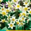 Tulipa Turkestanica 10 tulpenbollen