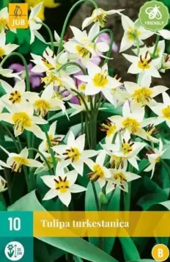 Tulipa Turkestanica 10 tulpenbollen
