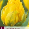 Tulipa vanille coupe 5st