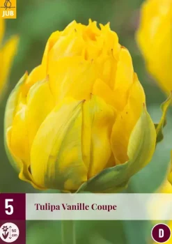 Tulipa vanille coupe 5st