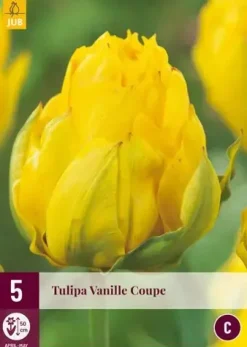 Tulipa vanille coupe 5st