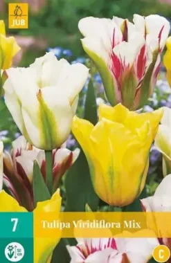 Tulipa viridiflora mix 7 bloembollen