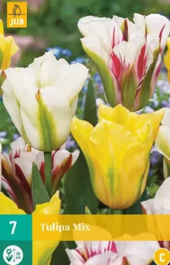 Tulipa viridiflora mix 7 bloembollen