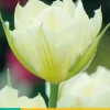Tulipa white valley 7 bloembollen