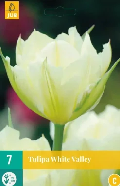 Tulipa white valley 7 bloembollen