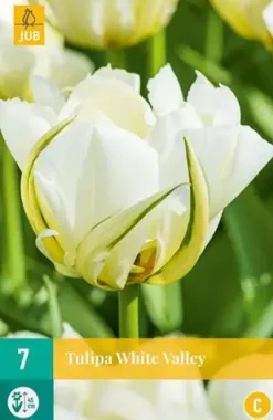 Tulipa white valley 7 bloembollen
